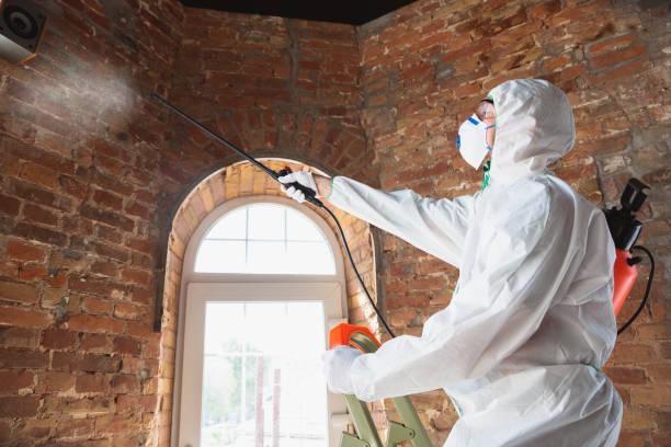 Why You Should Choose Our Mold Remediation Services in Sumas, WA